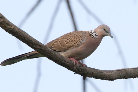 Spotted Dove (Streptopelia chinensis)